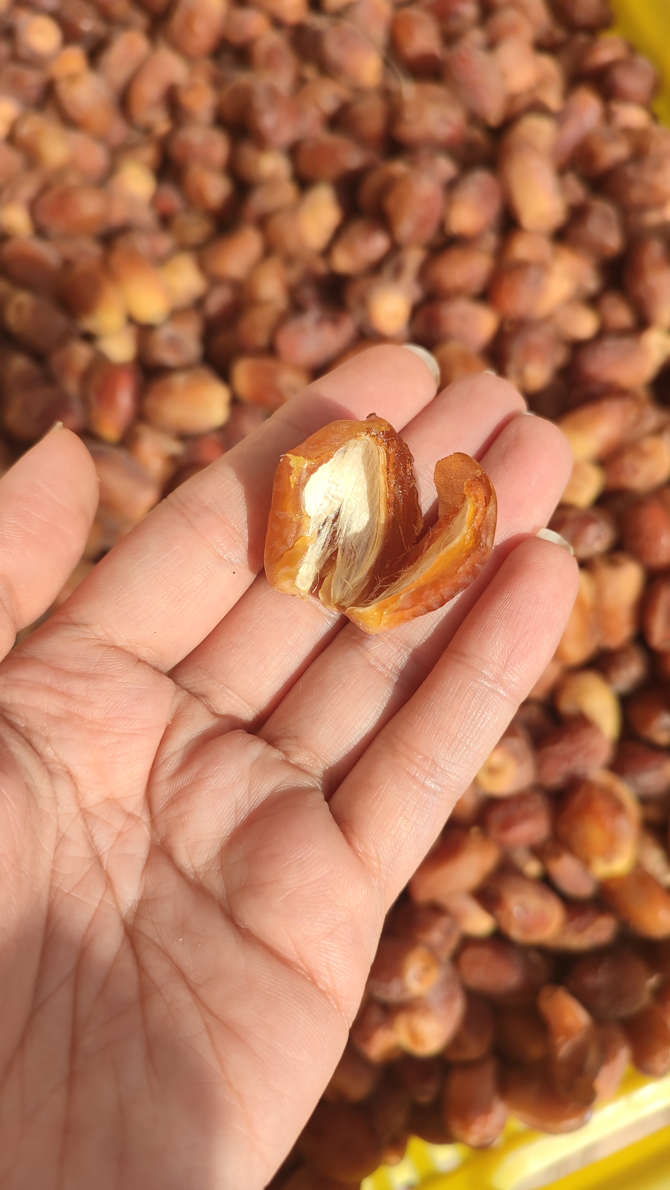 خرمای زاهدی بدون شیره